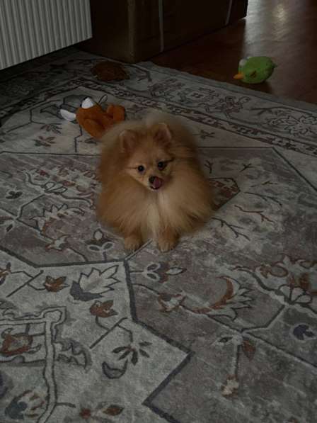 Щенок Шпица, девочка