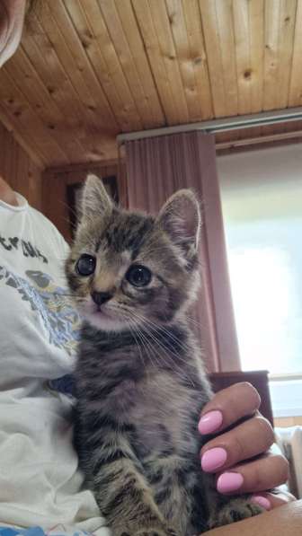 Особенный котёнок Гномик в самые добрые руки в Москве фото 3