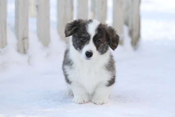 Вельш корги кардиган в Москве фото 6