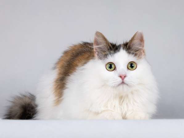 Ласковая Зая, котёнок-подросток, девочка, трёхцветка в Москве фото 4