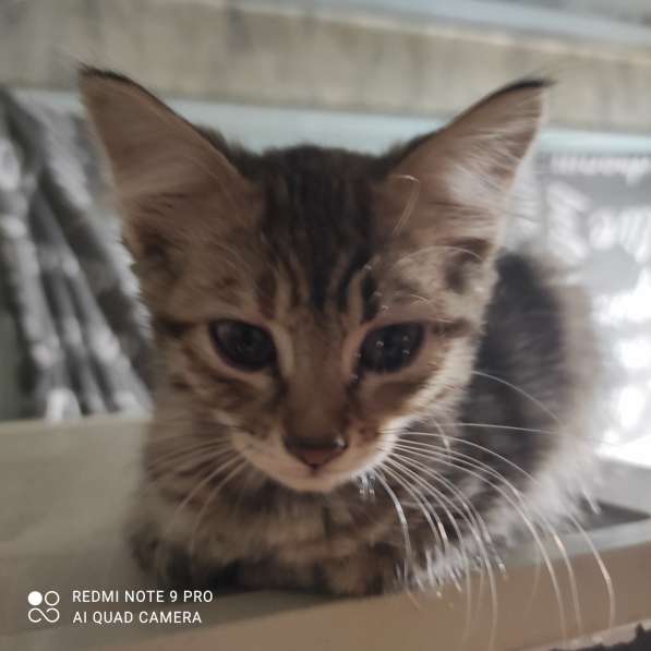 Котята в добрые руки в 