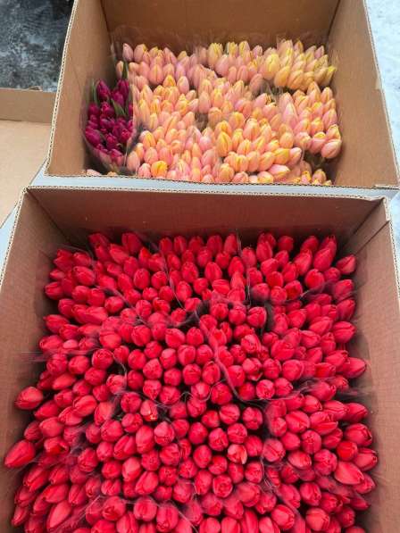 Тюльпаны в Краснодаре фото 4