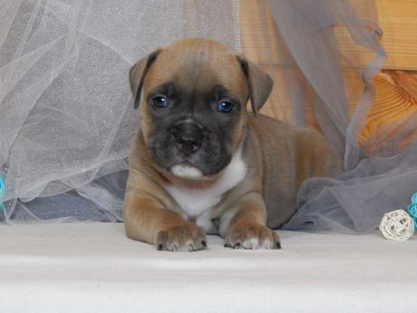 Американский стаффордширский терьер в Москве фото 37