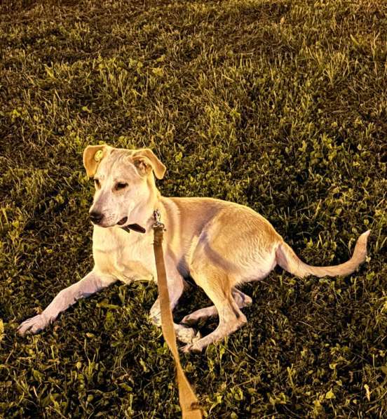 Отдадим солнечного красавчика Барабашку в заботливые руки в Москве