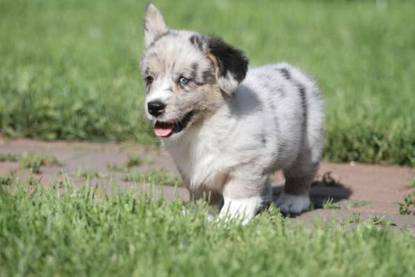 Вельш корги кардиган в Москве фото 4