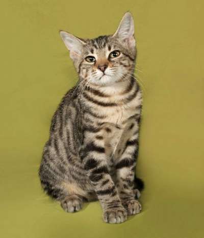 подросток Тигра очень хочет домой! в Санкт-Петербурге фото 4