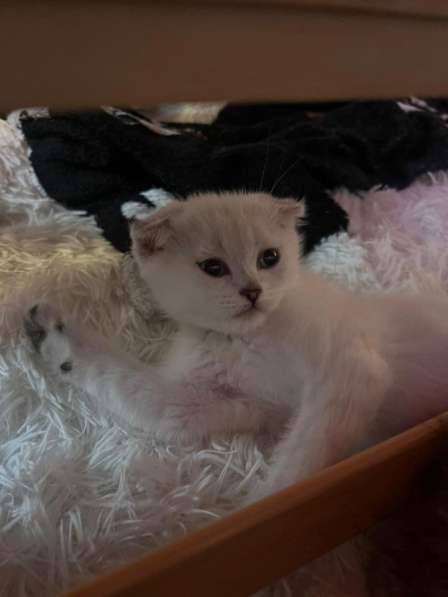 Котенок в Махачкале фото 3