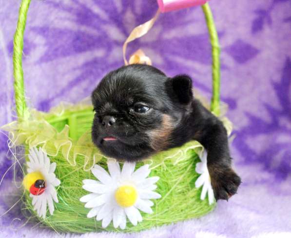 Девочка пти-брабансон