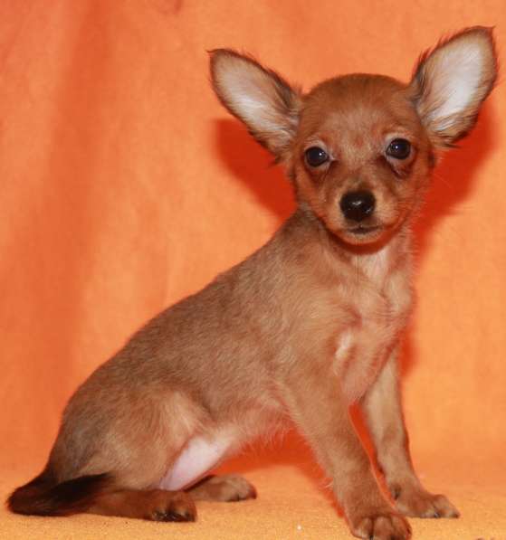 Продаются щенки пражского крысарика