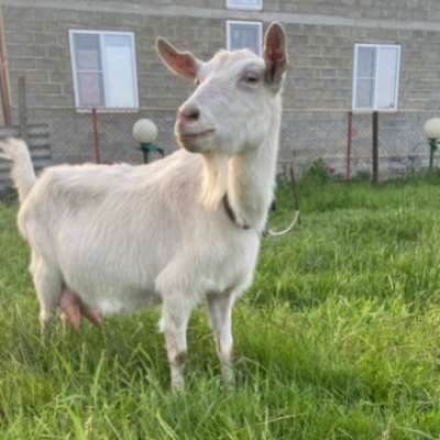 Продам козу Зааненской породы