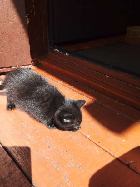 Котята