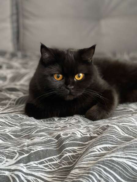 Британская кошка