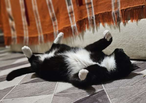 Очаровательная кошка Соня в дар в фото 3