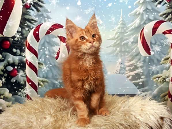 Котята в фото 8