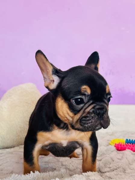 Французский бульдог в Уссурийске фото 4