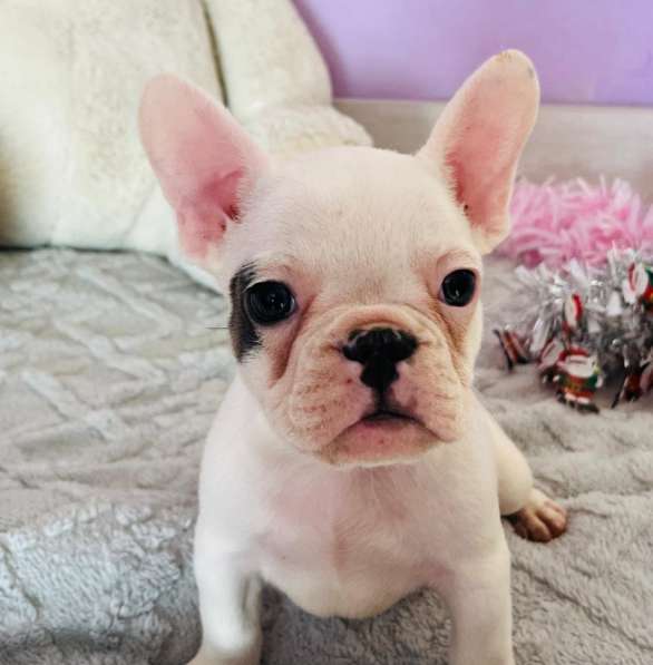 Французский бульдог в Уссурийске фото 7