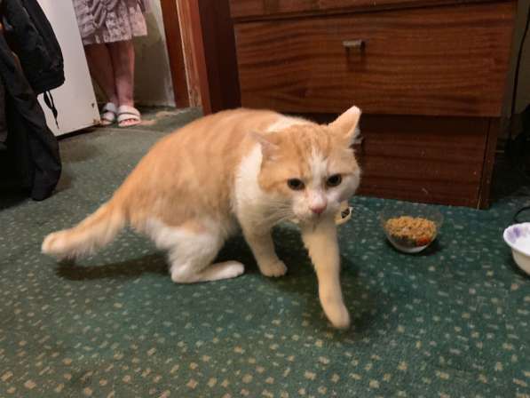 Красивый, мягонький и ручной котик в Санкт-Петербурге фото 4