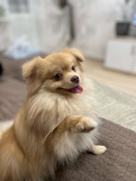 Шпиц в Ульяновске