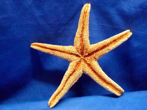 Морской сувенир - звезда мексиканская 30 в Ялте фото 3