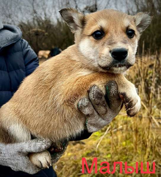 Маленькие симпатичные щенята ищут дом