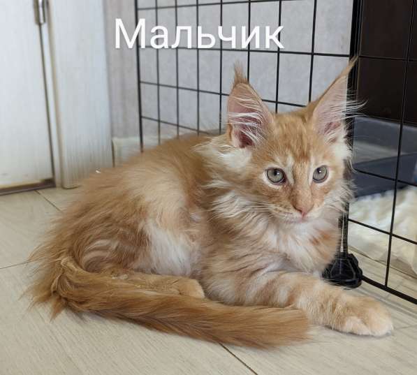 Котенок мейн-кун в Тюмени