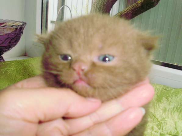 Британский котенок в Краснодаре фото 12