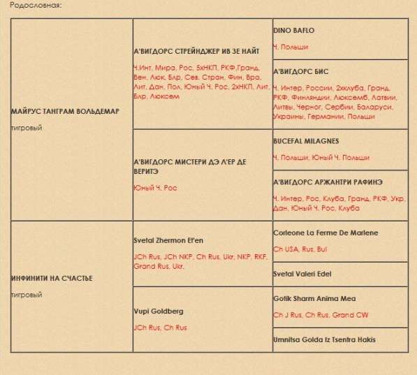 Подросший мальчишка французского бульдога в Балашихе фото 6