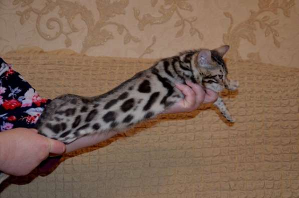 Породистые котята в Кисловодске фото 3