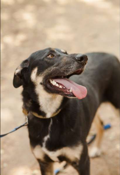 Молодой и нежный Блэк ищет семью в Москве фото 15