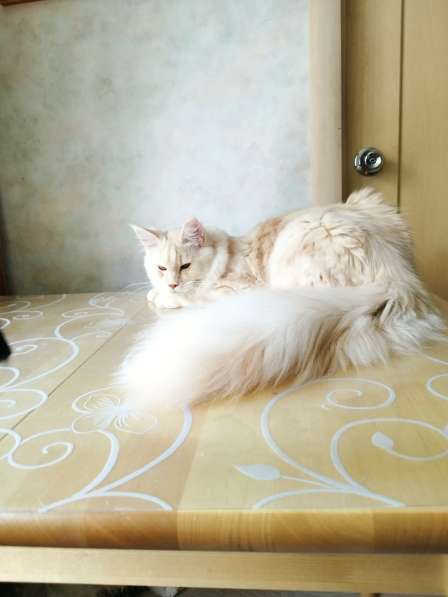 Элитные котята Мейн-кун из питомника Remagic Helga в Барнауле фото 3