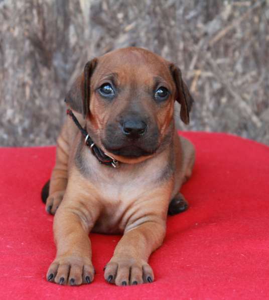 Щенки Родезийского Риджбека