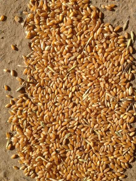 Продам продовольственную пшеницу в больших обьемах
