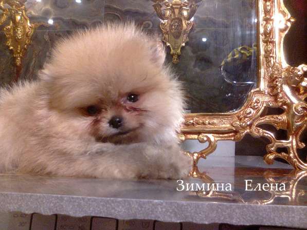 Мальчик помиранского шпица в Москве фото 4