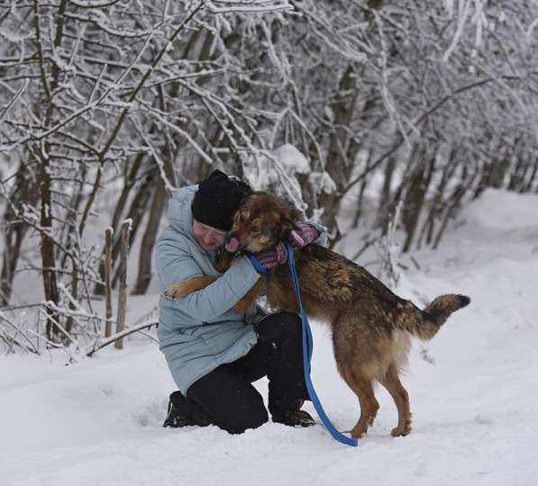 Молодая собачка Динга ищет семью в Москве фото 14