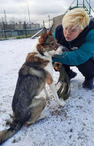 Небольшой симпатичный пёс ищет дом в Санкт-Петербурге фото 5