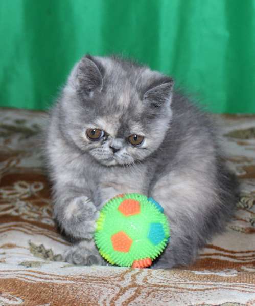 Котенок персидский экзотический. Девочка. Фото, Видео в фото 6