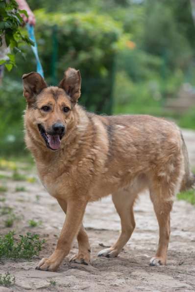 Хороший рыжий пес, лучший друг человека в Санкт-Петербурге фото 33