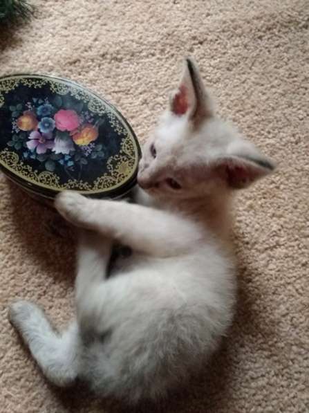 Элитный кудрявый котенок Герман-Рекс мальчик в Санкт-Петербурге фото 29