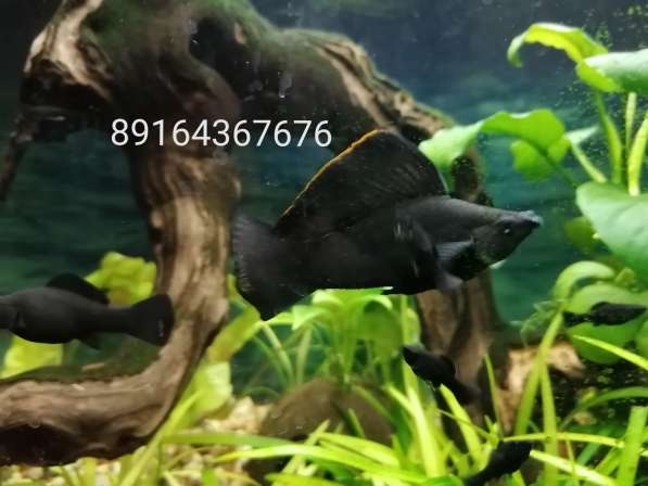 Моллинезия велифера