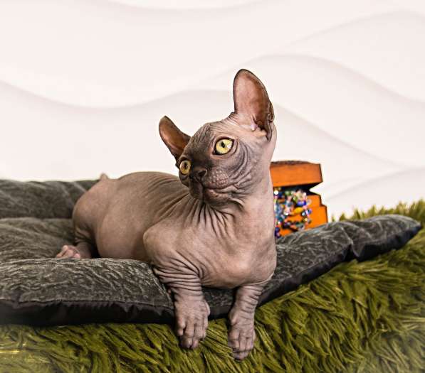 Sphynx Мальчик Двэльф Male dwelf