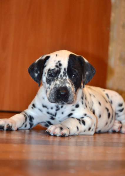 Щенки Далматина в Санкт-Петербурге фото 4