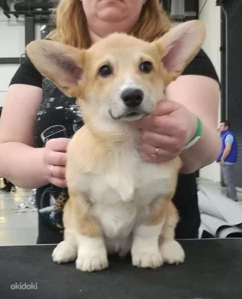 Кобель вельш корги пемброк в Санкт-Петербурге фото 3