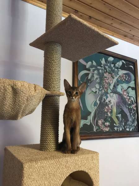 Абиссинский котик в Москве фото 5