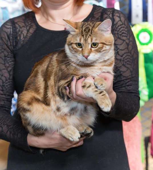 Котенок порода Курильский бобтейл в Москве фото 16