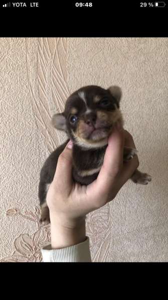 Чихуахуа породистые в Москве фото 5