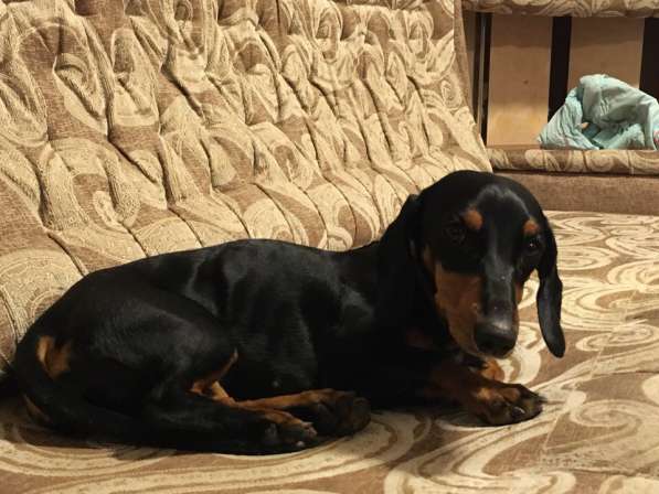 Щенок кроличьей таксы 8-и месяцев. Девочка в Санкт-Петербурге фото 3