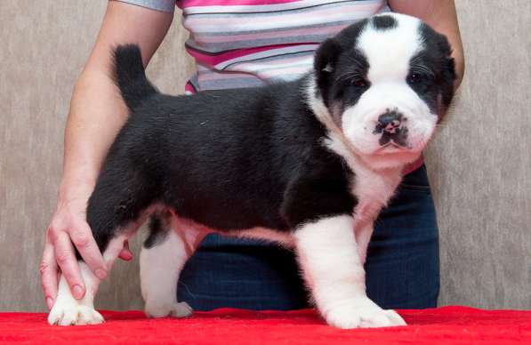 Девочка алабай от Грандчемпионов в Новосибирске фото 16