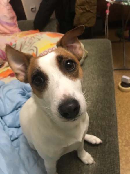 Ищем мальчика для вязки Джек Рассел терьер в Москве