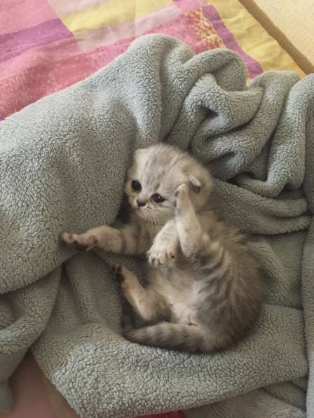 Котята Вислоухие Шотландские в Москве фото 7