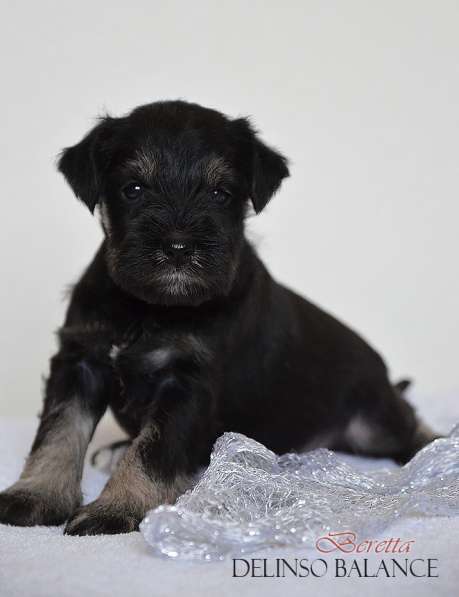 Шикарные щенки цвергшнауцера окраса черный с серебром в фото 18